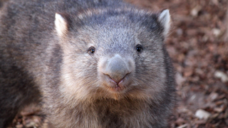 Science Fact: Wombat Poop Is Cube-Shaped